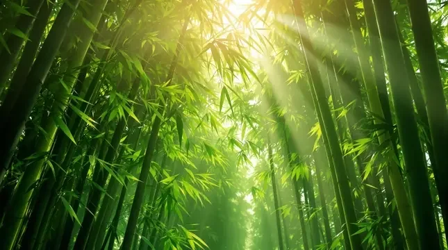 风过竹林 - 青草影视