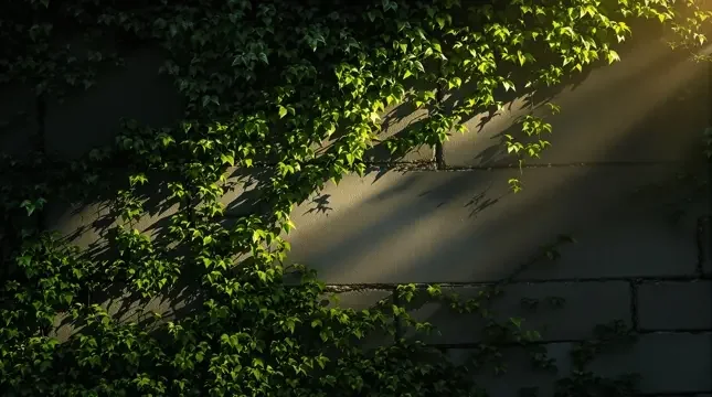 藤上月色 - 青草影视
